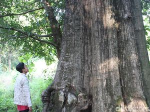 Sederet Cerita Jati Denok Raksasa di Hutan Blora Sederet Cerita Jati Denok Raksasa di Hutan Blora