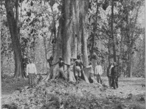 Cerita Asal Muasal Jati Denok Blora dan Klaim Ditanam Belanda