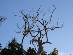 Mitos Jati Denok Tempat Hinggap Garuda dan Kisah Pengembaraan Raja Airlangga