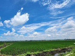 Optimalisasi Lahan di Lampung, Kementan-TNI Terjun ke Lapangan Tiap Hari