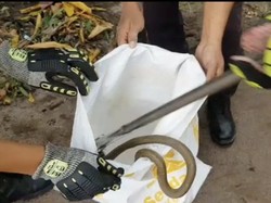 Damkar Palangkaraya Evakuasi Ular Kobra 1 Meter Usai Berkelahi dengan Kucing