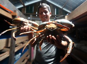 Panen Kepiting Bakau di Aceh Dijual hingga Mancanegara Panen Kepiting Bakau di Aceh Dijual hingga Mancanegara