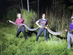 Ular Piton Terlalu Banyak, Kota Ini Bayar Pemburu dengan Gaji Menggiurkan