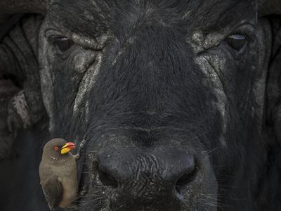 Karya Hebat World Nature Photography Awards 2024