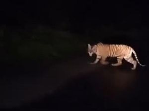 Harimau Sumatera Serang Manusia di Lampung Alami Perubahan Perilaku Agresif Harimau Sumatera Serang Manusia di Lampung Alami Perubahan Perilaku Agresif