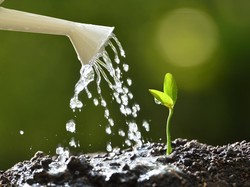 Jangan Asal, Begini Tips Menyiram Tanaman yang Benar Biar Tumbuh Sehat