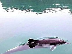 Ha Long Bay Makin Sehat, Lumba-Lumba Makin Sering Muncul