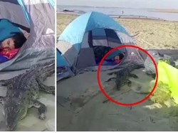 Kemping di Pantai, Turis Ini Tidur Ditemani Buaya