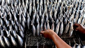 Jelang Lebaran, Produksi Cakalang Asap Meroket di Gorontalo