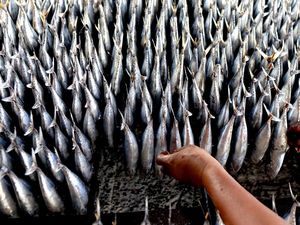 Jelang Lebaran, Produksi Cakalang Asap Meroket di Gorontalo