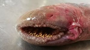 Belut Purba Penghisap Darah Muncul Lagi, Ukurannya Raksasa
