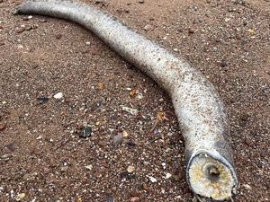 Geger Ikan Vampir Pengisap Darah Ditemukan di Tepi Pantai Geger Ikan Vampir Pengisap Darah Ditemukan di Tepi Pantai