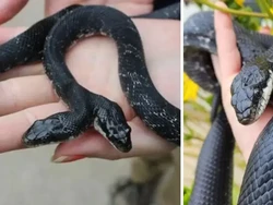 Ular Berkepala Dua Langka Selamat Usai Jalani Operasi