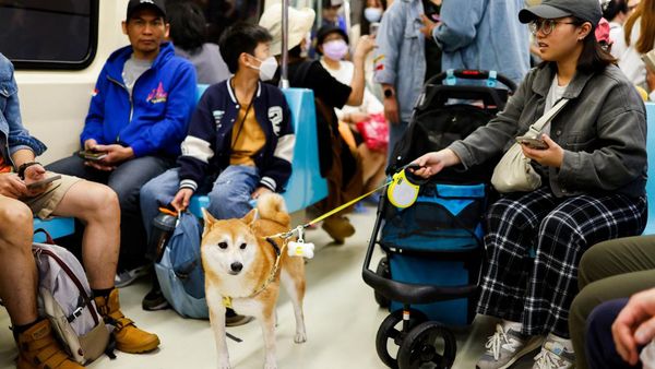 Kereta Ramah Hewan Peringati Hari Hewan Peliharaan di Taiwan
