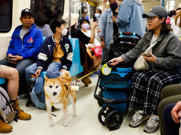 Kereta Ramah Hewan Peringati Hari Hewan Peliharaan di Taiwan