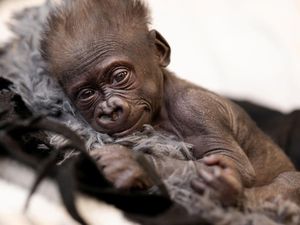Bayi Gorila Diselamatkan dari Penyelundupan di Pesawat Bayi Gorila Diselamatkan dari Penyelundupan di Pesawat