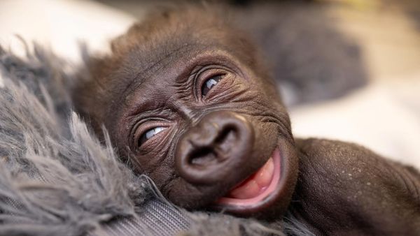 Potret Gemas Bayi Gorila Lahir Prematur di Kebun Binatang Texas