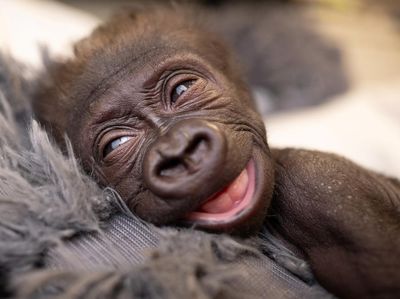 Potret Gemas Bayi Gorila Lahir Prematur di Kebun Binatang Texas