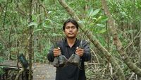 Potret Rehabilitasi Mangrove di Kabupaten Siak