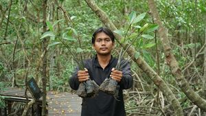 Potret Rehabilitasi Mangrove di Kabupaten Siak