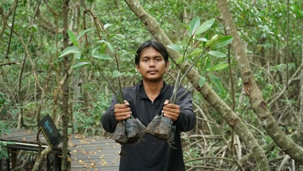 Potret Rehabilitasi Mangrove di Kabupaten Siak