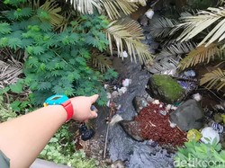 Viral Salak Panenan Dibuang ke Sungai Banjarnegara, Pembuang: Sudah Busuk Viral Salak Panenan Dibuang ke Sungai Banjarnegara, Pembuang: Sudah Busuk