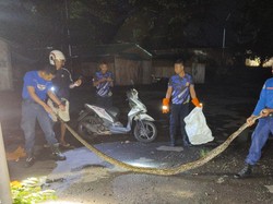 Damkar Jembrana Tangkap Beruk Mengamuk-Ular Piton 3,5 Meter