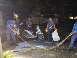 Damkar Jembrana Tangkap Beruk Mengamuk-Ular Piton 3,5 Meter Damkar Jembrana Tangkap Beruk Mengamuk-Ular Piton 3,5 Meter