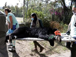 Beruang Andes Tupak Dilepasliarkan ke Habitat Aslinya