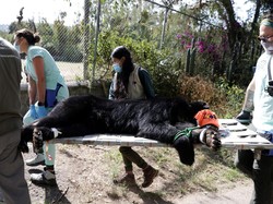 Beruang Andes Tupak Dilepasliarkan ke Habitat Aslinya