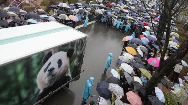Haru Warga Korsel Melepas Kepulangan Panda Raksasa ke China