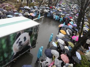 Selamat Tinggal Fu Bao, Panda Pertama yang Lahir di Korea Selamat Tinggal Fu Bao, Panda Pertama yang Lahir di Korea