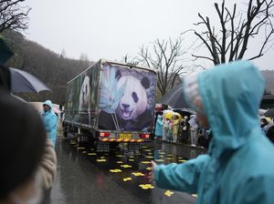 Tangisan Warga Korsel Warnai Perjalanan Mudik Panda Fu Bao