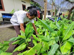 Dijuluki Profesor Pisang, Mbah Lasiyo: Rahasianya 3M dan TUYUL