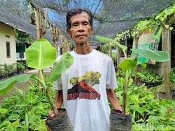 Innalillahi, Profesor Pisang Asal Bantul Meninggal Dunia