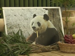 Kematian Tan Tan, Sang Panda Tertua di Jepang