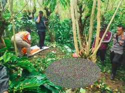 Heboh Penemuan Kerangka Manusia di Kebun Kopi Tabanan