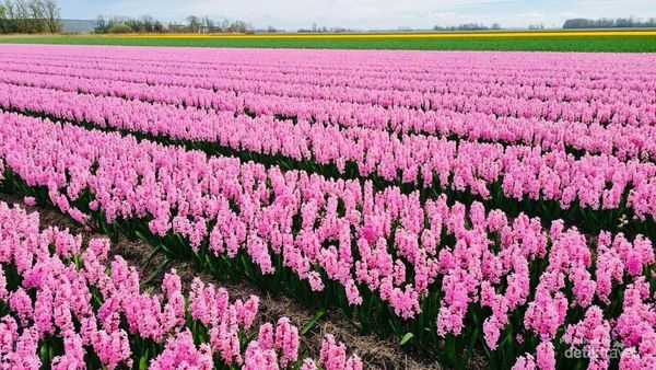 Menikmati Mekarnya Beragam Bunga di Musim Semi