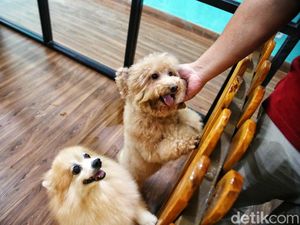 Hotel Anjing di Bandara, Jadi Solusi Buat Pemilik Hewan Peliharaan Hotel Anjing di Bandara, Jadi Solusi Buat Pemilik Hewan Peliharaan