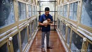 Ciamik! Tempat Penitipan Hewan Ini Seperti Hotel