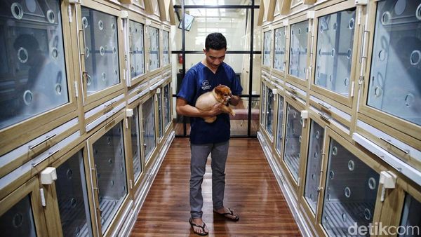 Ciamik! Tempat Penitipan Hewan Ini Seperti Hotel