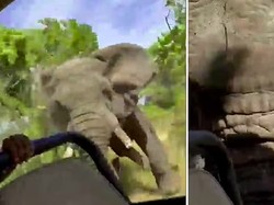 Gajah Ngamuk Banting Mobil, Turis Tewas