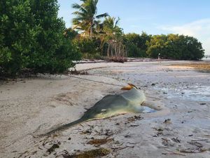 Penyakit Misterius Buat Ikan Gergaji Berputar-putar Lalu Mati Penyakit Misterius Buat Ikan Gergaji Berputar-putar Lalu Mati