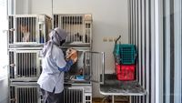 H-6 Lebaran, Kamar Penitipan Kucing di Bandung Telah Penuh