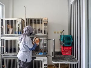 H-6 Lebaran, Kamar Penitipan Kucing di Bandung Telah Penuh