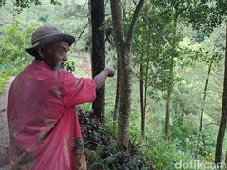 Kisah Mbah Sadiman yang Hijaukan Bukit Wonogiri demi Sumber Air
