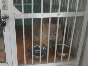 Mau Mudik Tenang Titipkan Anabul di Hotel? Siapkan Uang Segini!