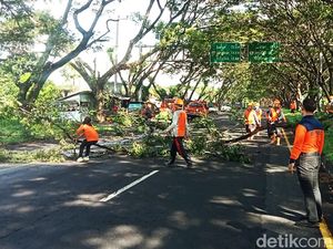 Waspada Pohon Tumbang di Jalur Mudik Klungkung