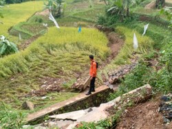 Tembok Penahan Tanah di Cigombong Longsor, Rusak Irigasi Sawah Warga