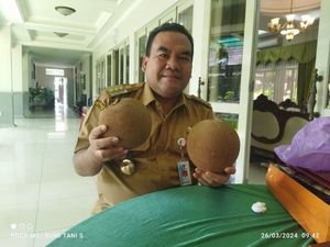 Sawo Raksasa dari Ngiyono Blora, Buahnya Gede-Rasanya Manis Bikin Ketagihan Sawo Raksasa dari Ngiyono Blora, Buahnya Gede-Rasanya Manis Bikin Ketagihan
